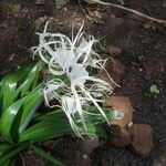 Hymenocallis littoralis Floare