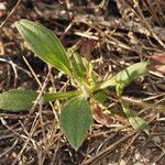Diatelia tuberaria Likasa