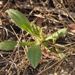 Tuberaria lignosa Blatt