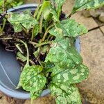 Pulmonaria saccharata Leaf