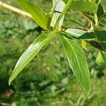 Salix acutifolia Hoja