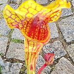 Sarracenia flava Floro