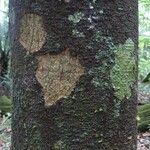 Abarema mataybifolia बार्क (छाल)