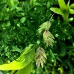 Chasmanthium latifolium Plod