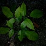 Tabebuia rosea Ліст