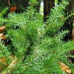 Juniperus rigida ഇല