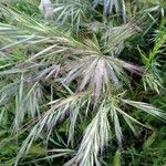 Bromus lanceolatus Blatt