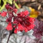 Heuchera sanguinea Flor