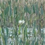 Sagittaria lancifolia Fiore