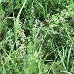 Galium elongatum Цветок