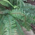 Nephrolepis cordifolia Blatt