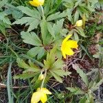 Anemonoides ranunculoides Blatt