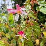Begonia acutifolia 花