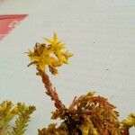 Sedum lanceolatum Virág