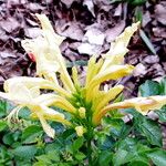 Tecomaria capensis Blüte