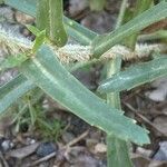 Leucanthemum pallens ᱥᱟᱠᱟᱢ