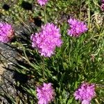 Armeria alpina Flower