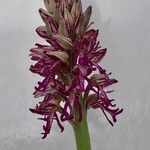 Orchis × spuria ফুল