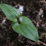 Maianthemum bifolium Virág