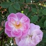 Rosa gallica Blodyn