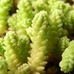 Sedum acre Ліст