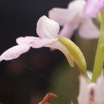Cynorkis graminea 花