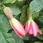 Passiflora manicata Floare