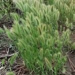 Hordeum marinum Habit