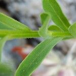 Linum nodiflorum Leaf