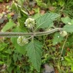 Hyptis capitata Blatt