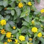 Lantana camara形態