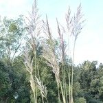 Tripidium ravennae Habit