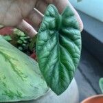 Alocasia wentiiLeaf