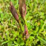 Serapias parviflora Кветка