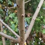 Zanthoxylum clava-herculis Corteza
