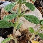 Helianthemum salicifolium Likasa
