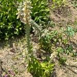 Digitalis lanata عادت داشتن