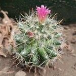 Mammillaria wrightii പുഷ്പം