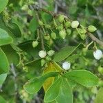 Chiococca alba Fruit