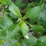 Chenopodiastrum murale Leaf