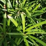 Podocarpus macrophyllusList