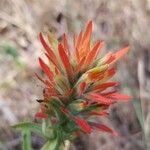 Castilleja miniata Çiçek