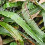 Luzula campestris Leaf