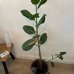 Ficus elastica List