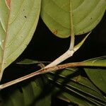 Amaioua pedicellata Bark