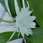 Epiphyllum pumilum Blomma