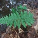 Dryopteris intermedia Hoja
