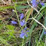 Polygala vulgaris Fleur