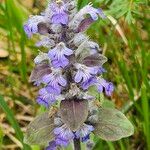 Ajuga reptansFlower