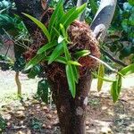 Epidendrum ciliare Yaprak